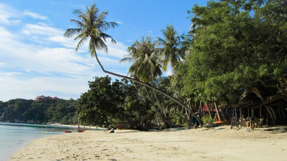 עץ דקל נטוי על רקע חול לבן וים טורקיז בחוף לילה (Leela Beach) קופנגן, תאילנד